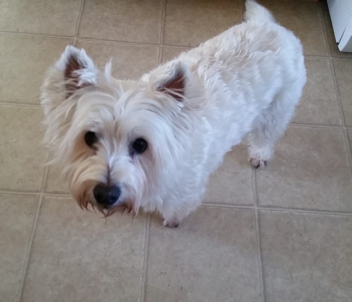 Daisy: The Westie of my Dreams