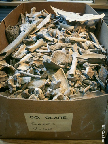 BearBoneIreland