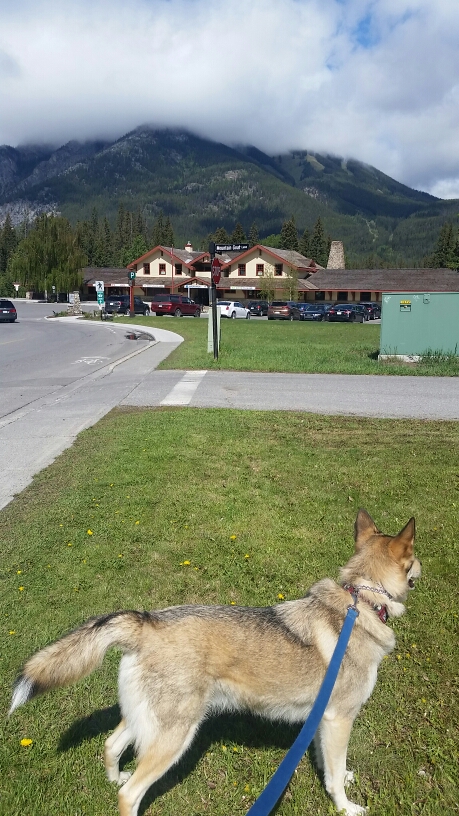 banff-alberta-loki-husky.jpg.jpg