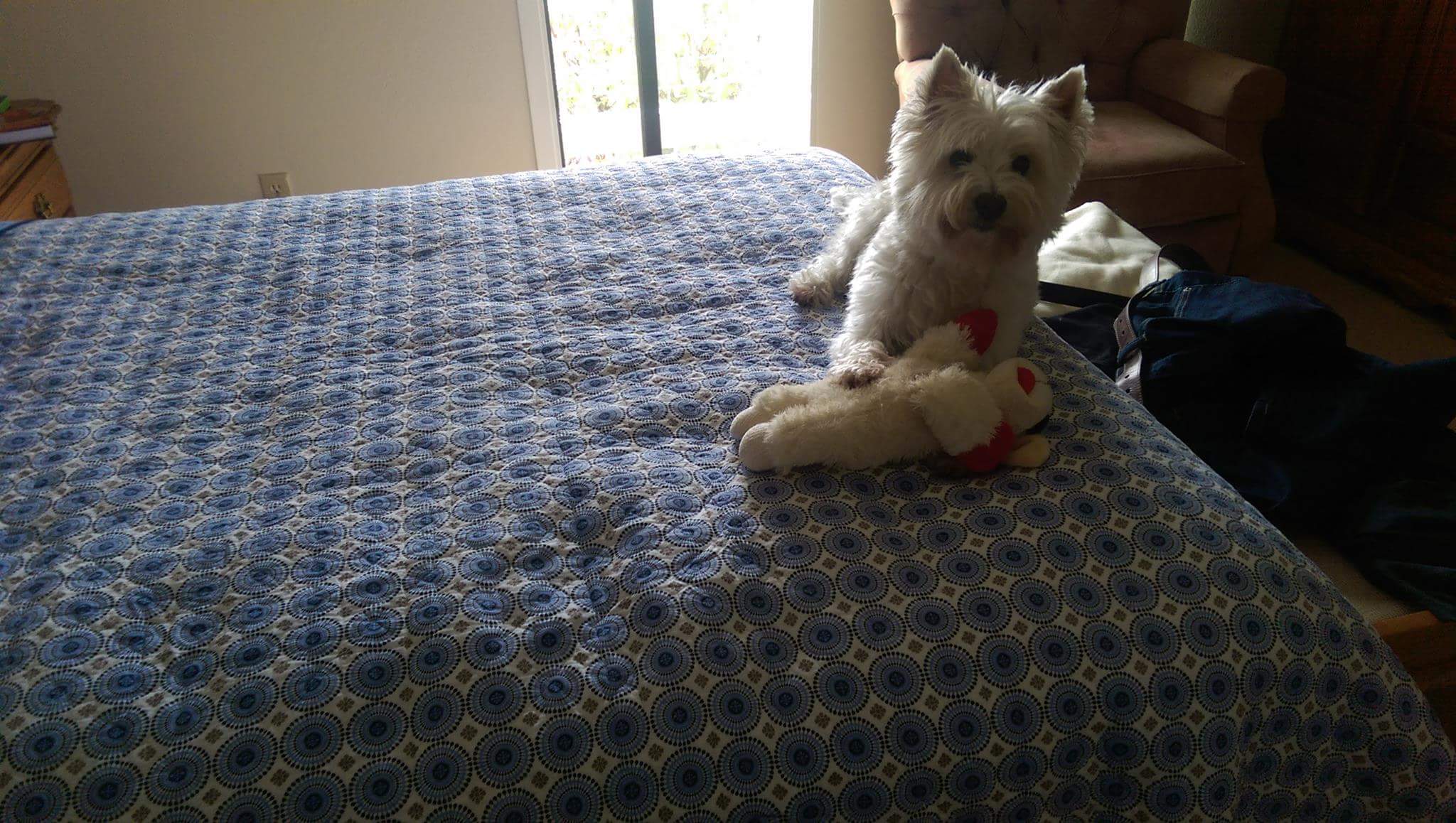 daisy-westie-lambiekins.jpeg.jpg