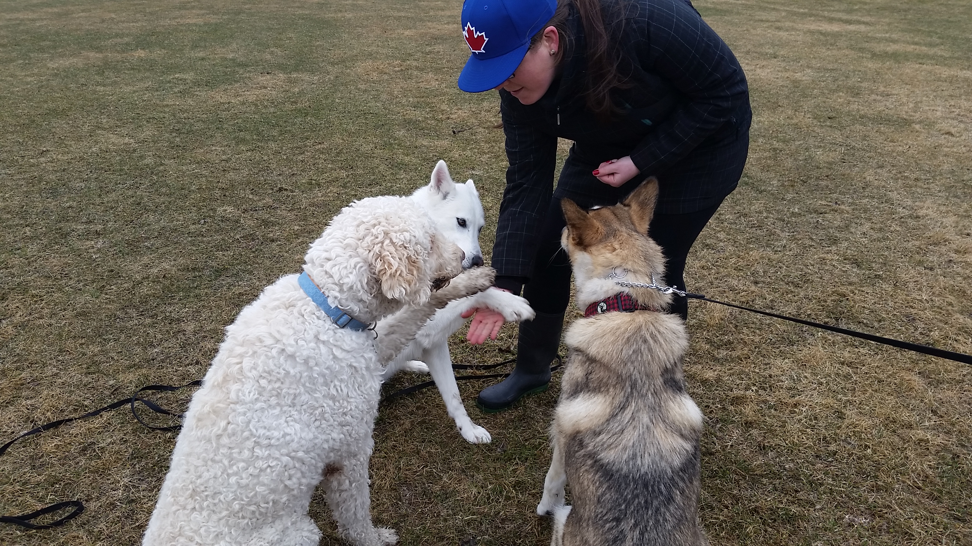 dog-park-high-five.jpg.jpg