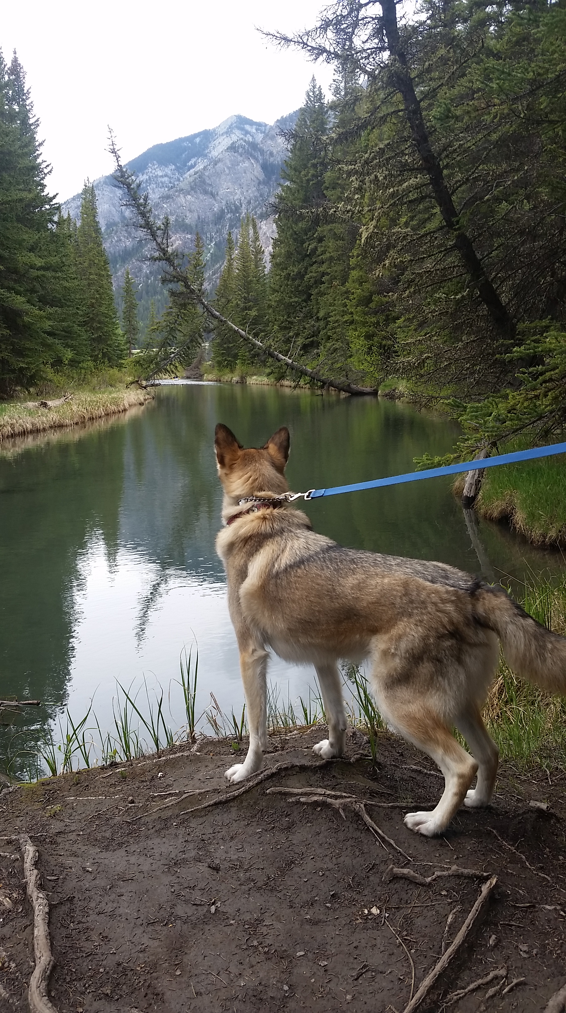 loki-husky-hike-fenland-loop-banff.jpg.jpg