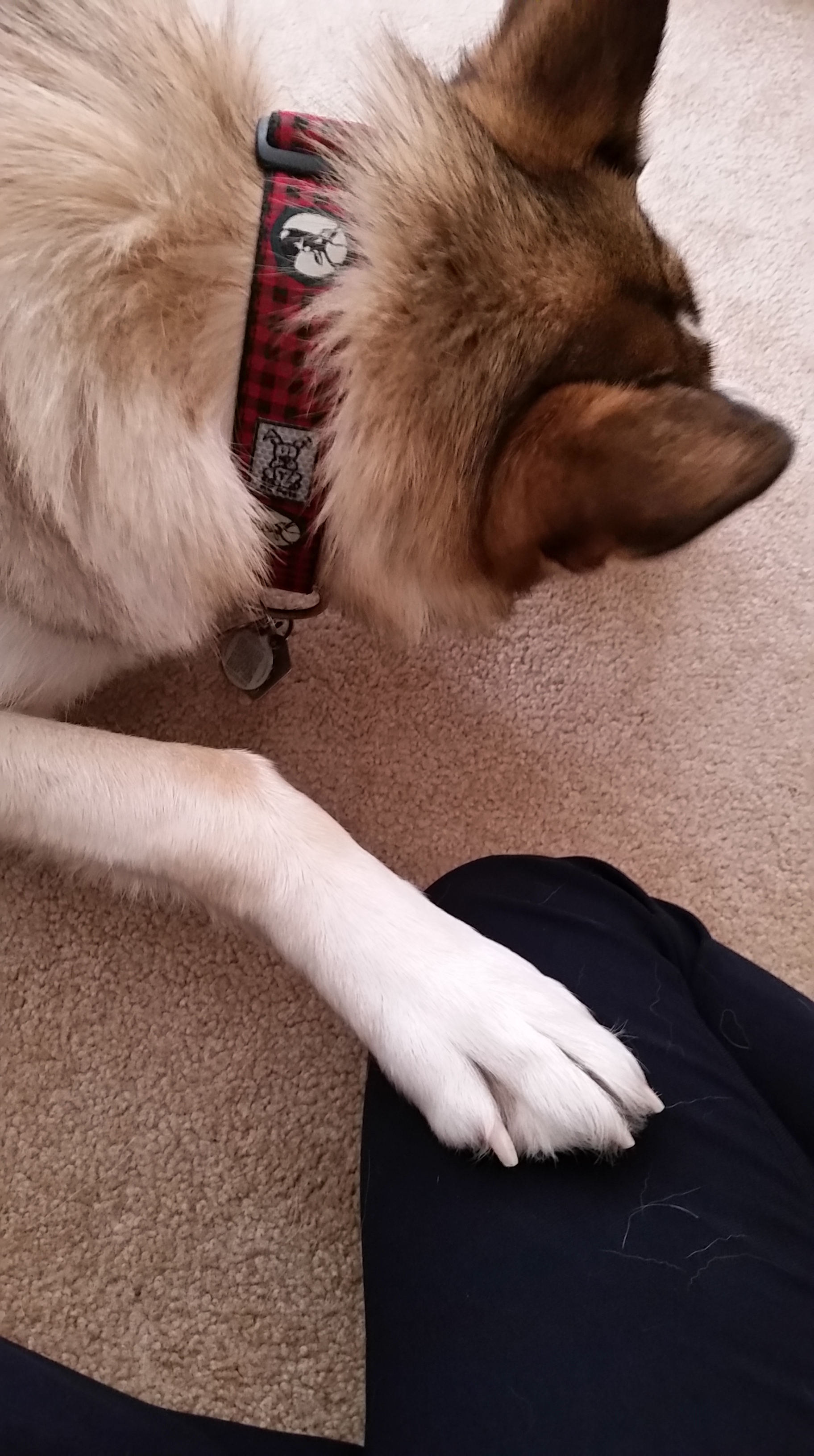 loki-knee.jpg.jpg