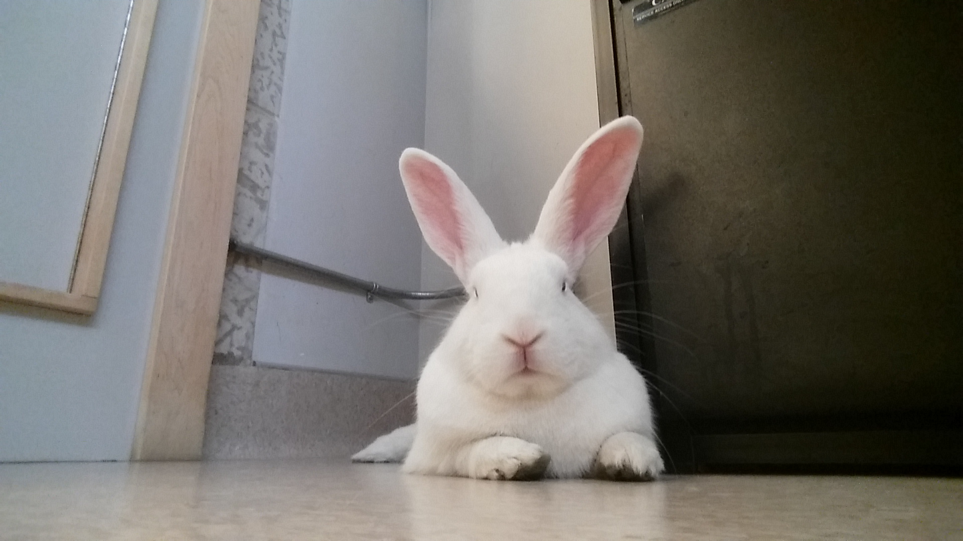 rabbit-kelly.jpg.jpg