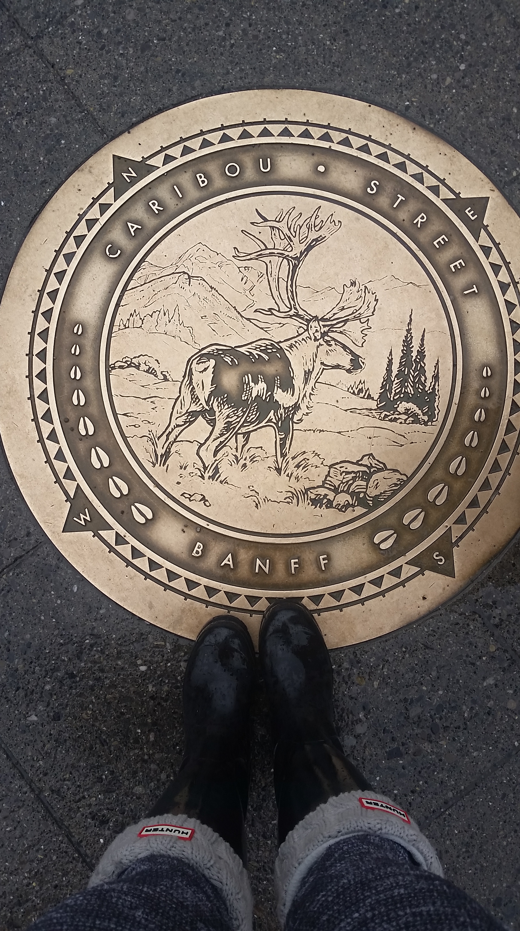 Banff caribou.jpg