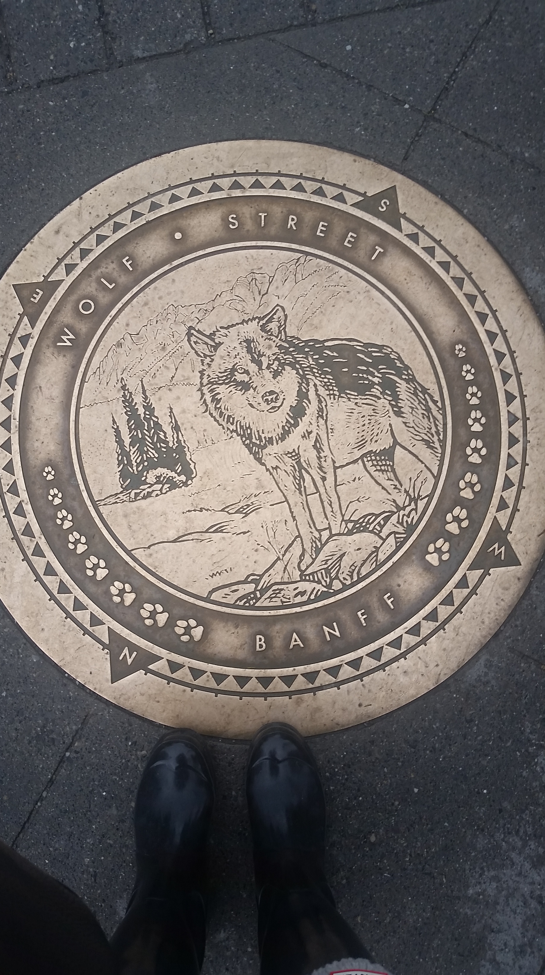 Banff wolf.jpg