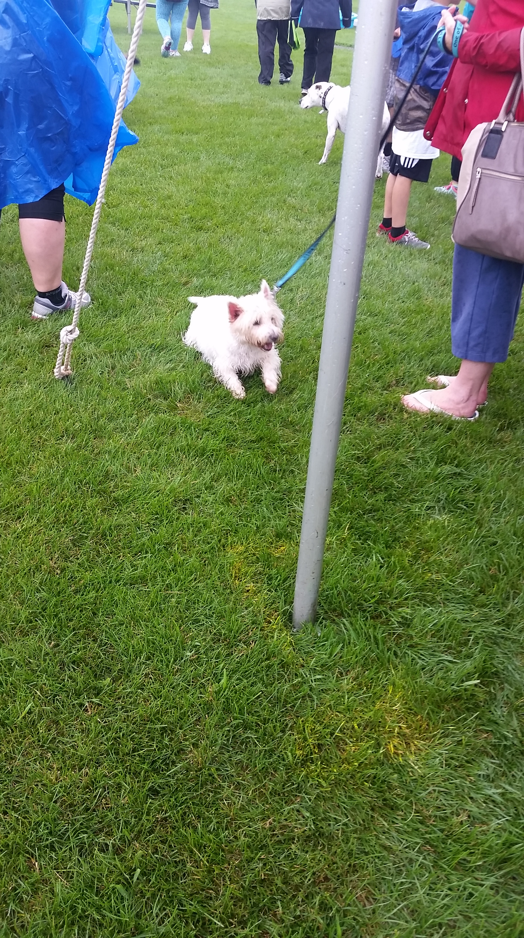 Paws in motion westie 1.jpg