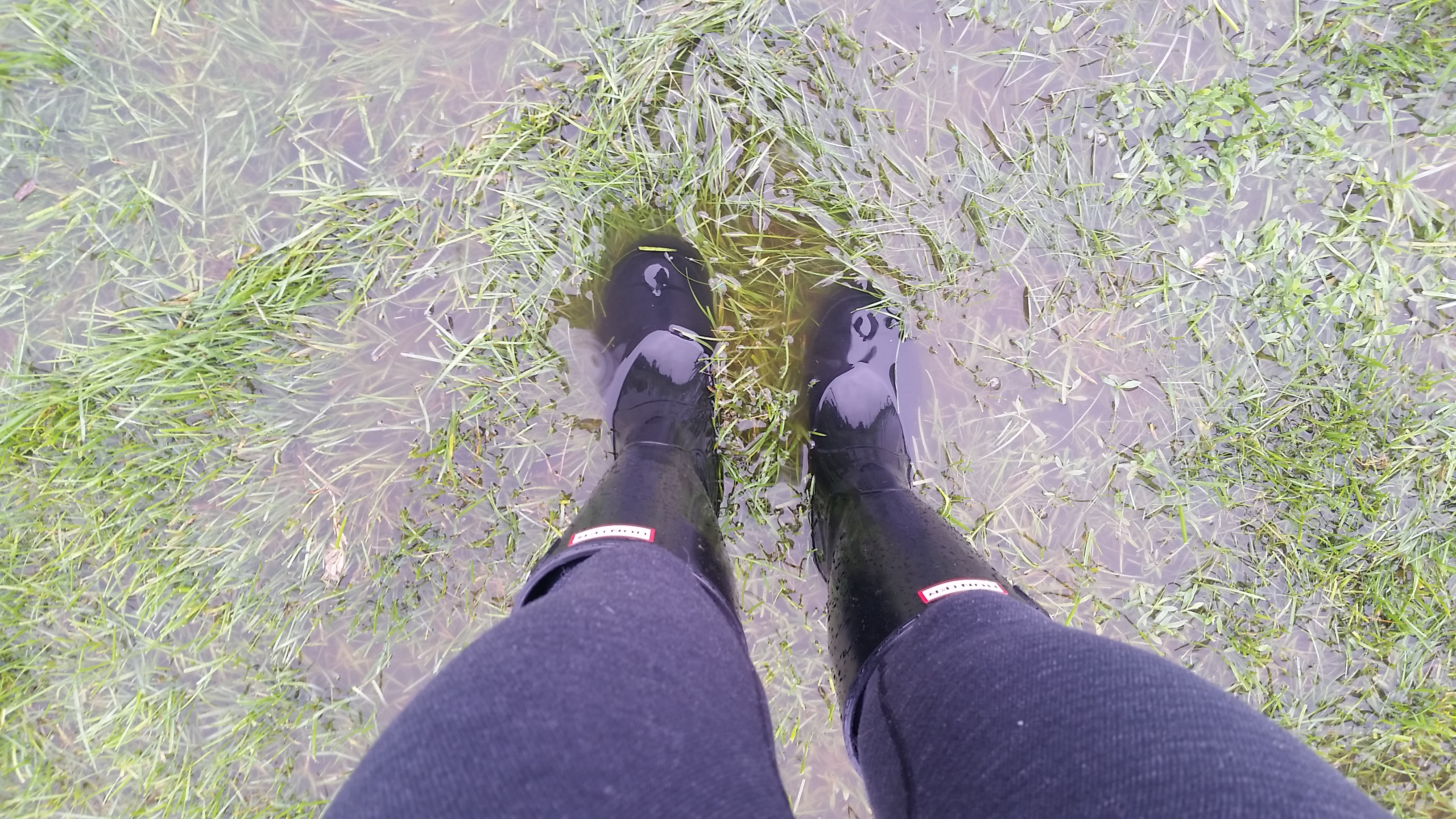Hunter Boots paws in motion.jpg