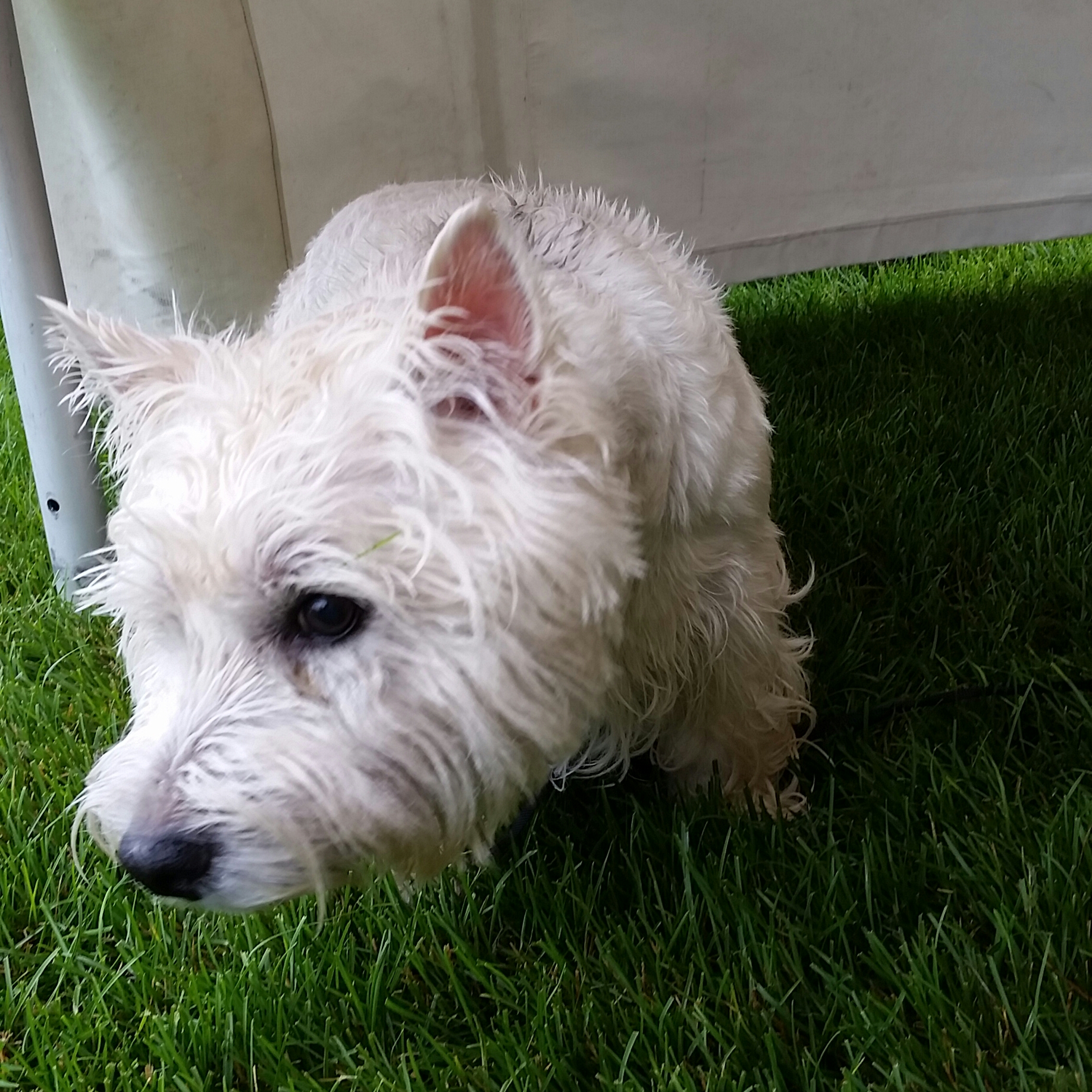 Paws in motion westie 2.jpg