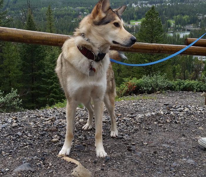 Travel Thursday, Tunnel Mountain