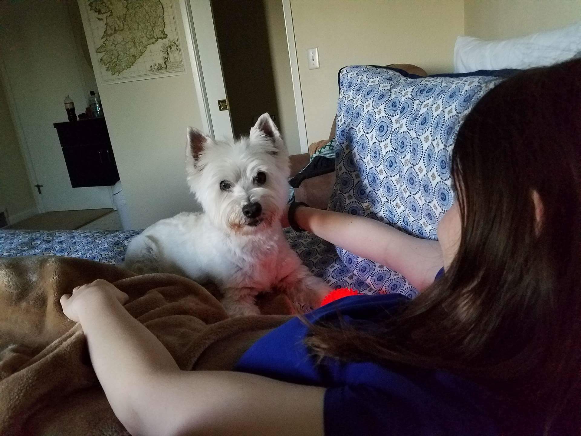 Daisy Westie Love.jpeg
