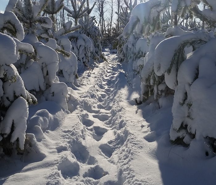 Christmas Tree Trip, 2016(Pt I)- Travel Thursday