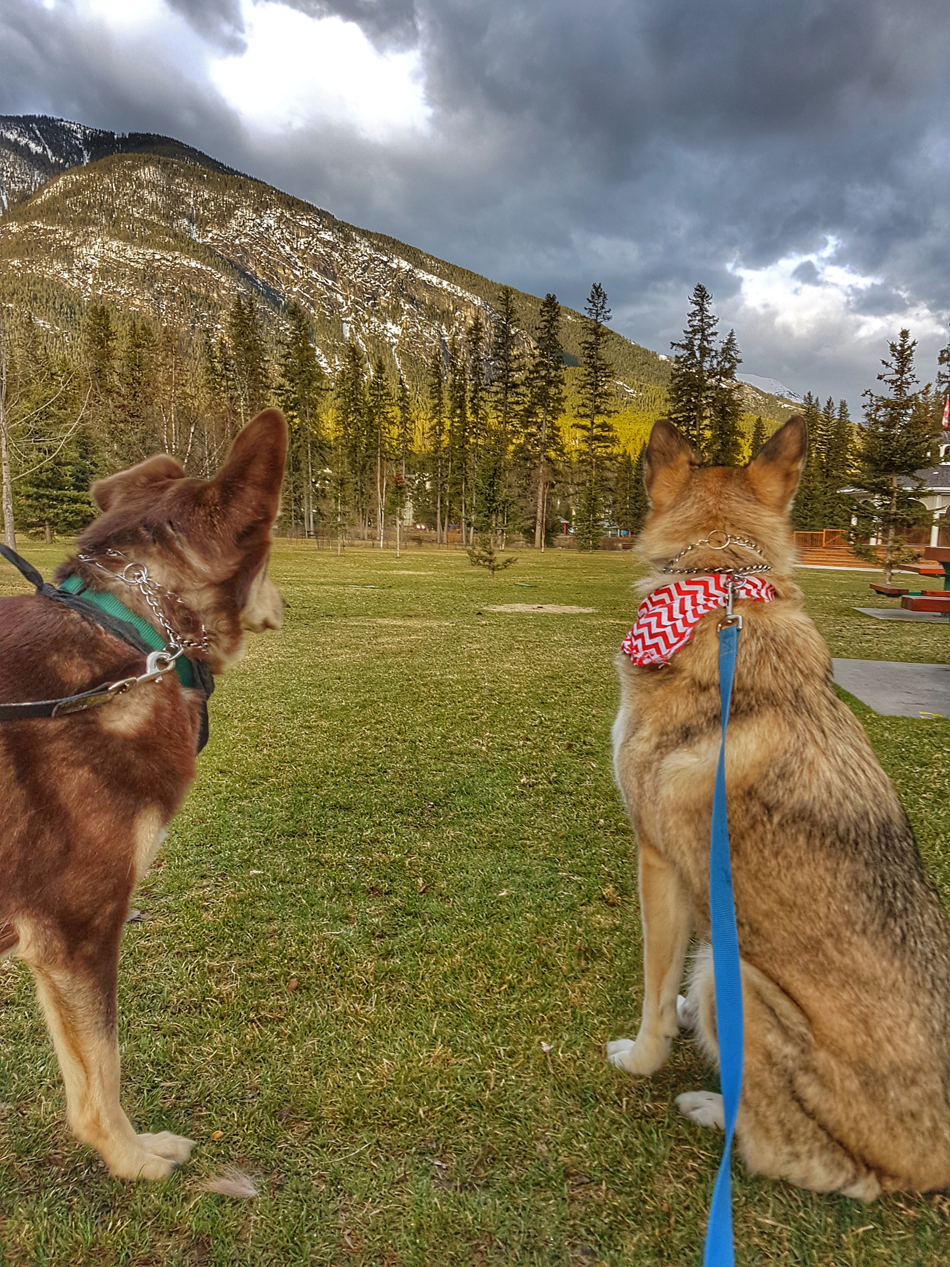 Loki Thor Banff Sulfur Mountain.jpeg