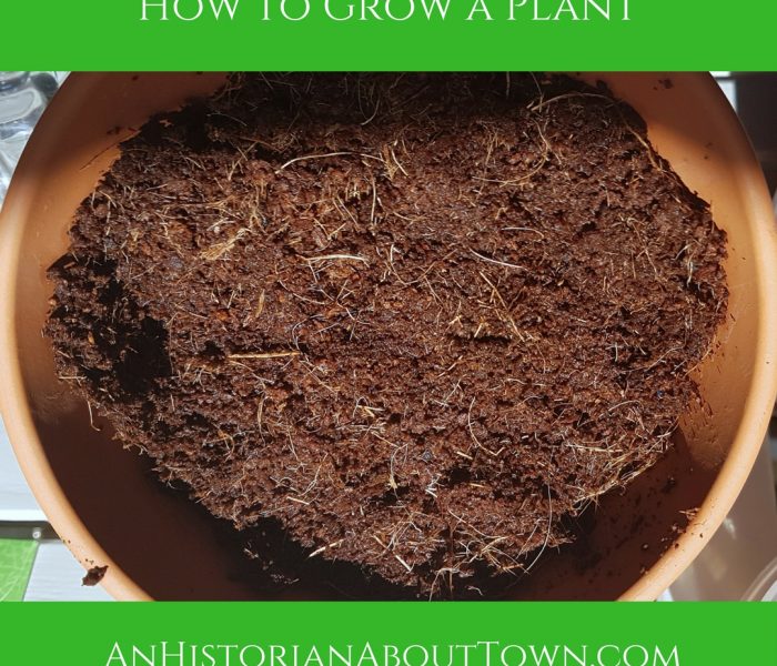 How to Grow Plants