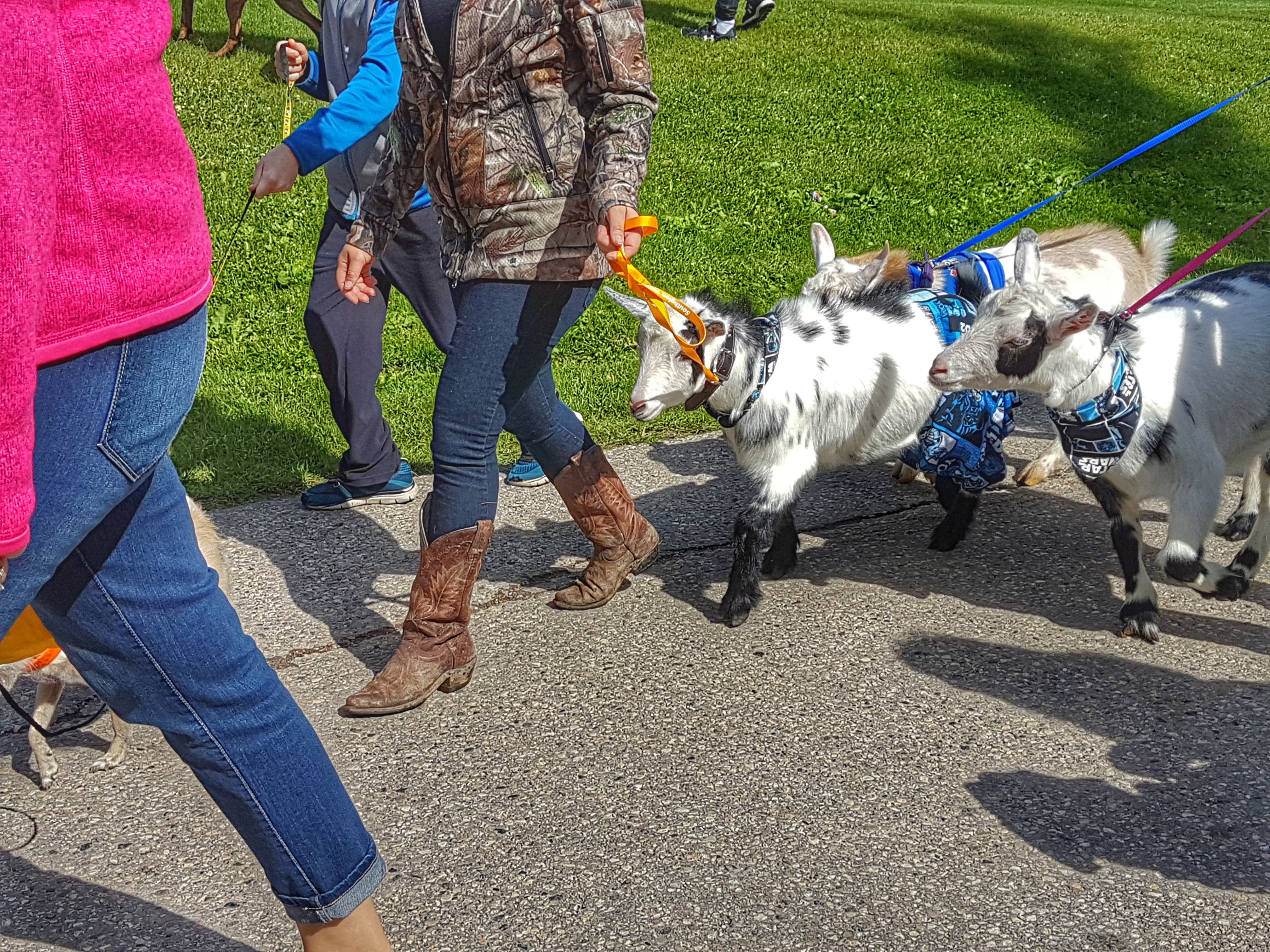 Goats in pants.jpeg
