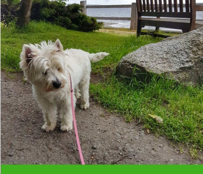 Daisy's View of Langley, Travel Thursday