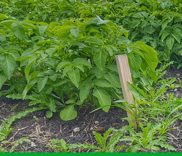Living Sustainably, Part I: Food