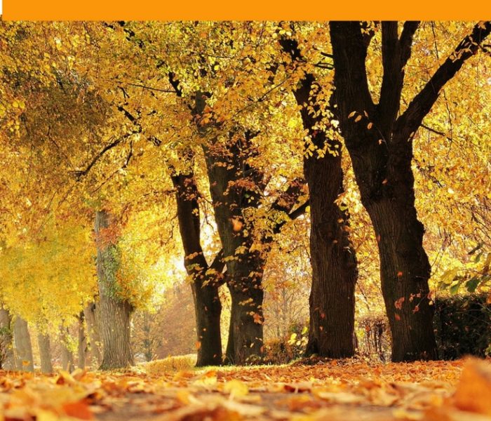 5 Things to Do In The Autumn