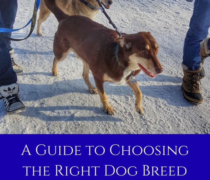 A Quick Guide to Choosing the Right Dog Breed for You
