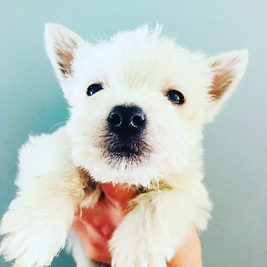 Agnes the Westie.jpg