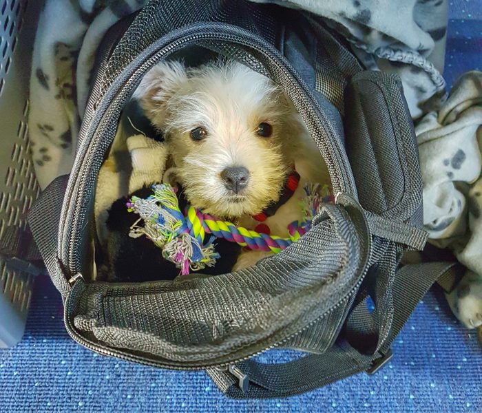 Tips and Tricks for Flying With a Puppy