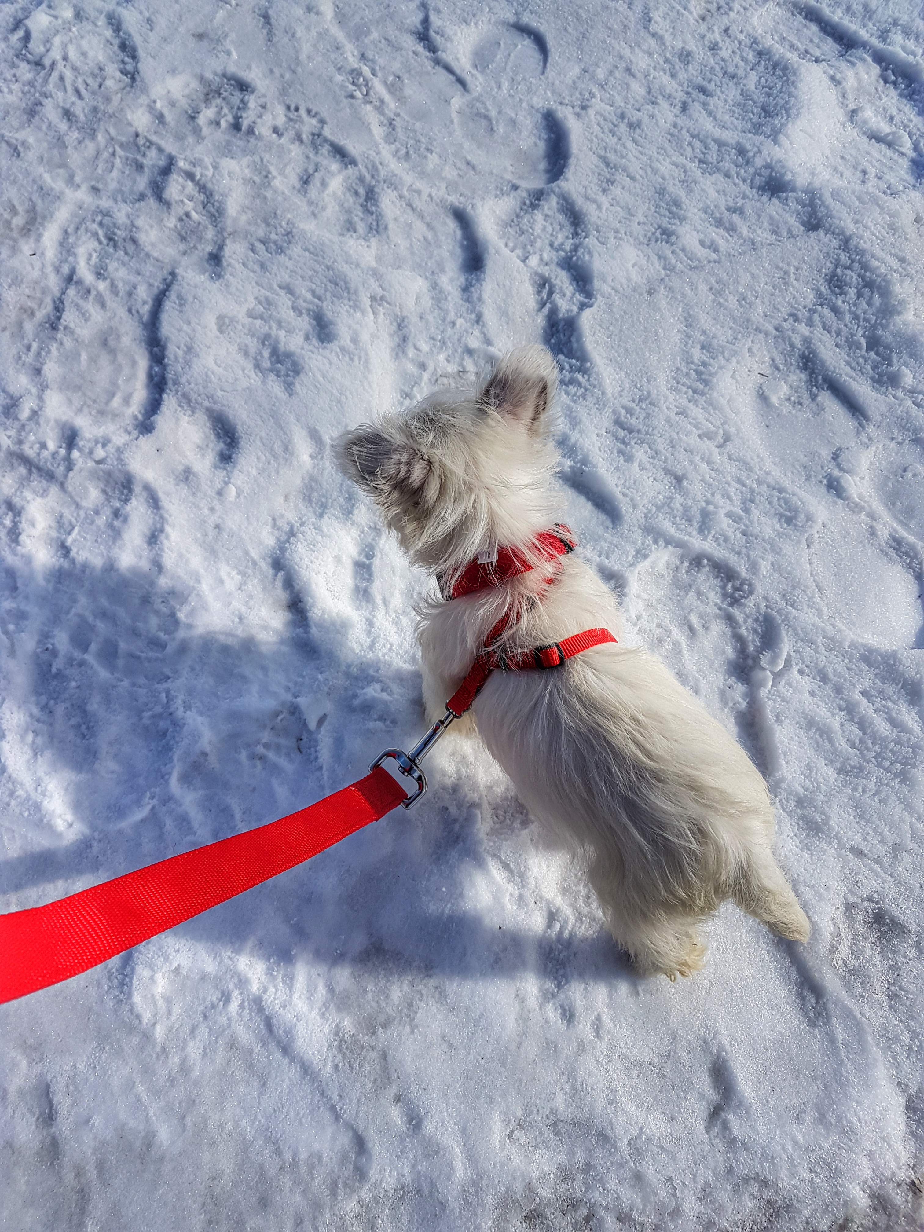 Agnes winter walk