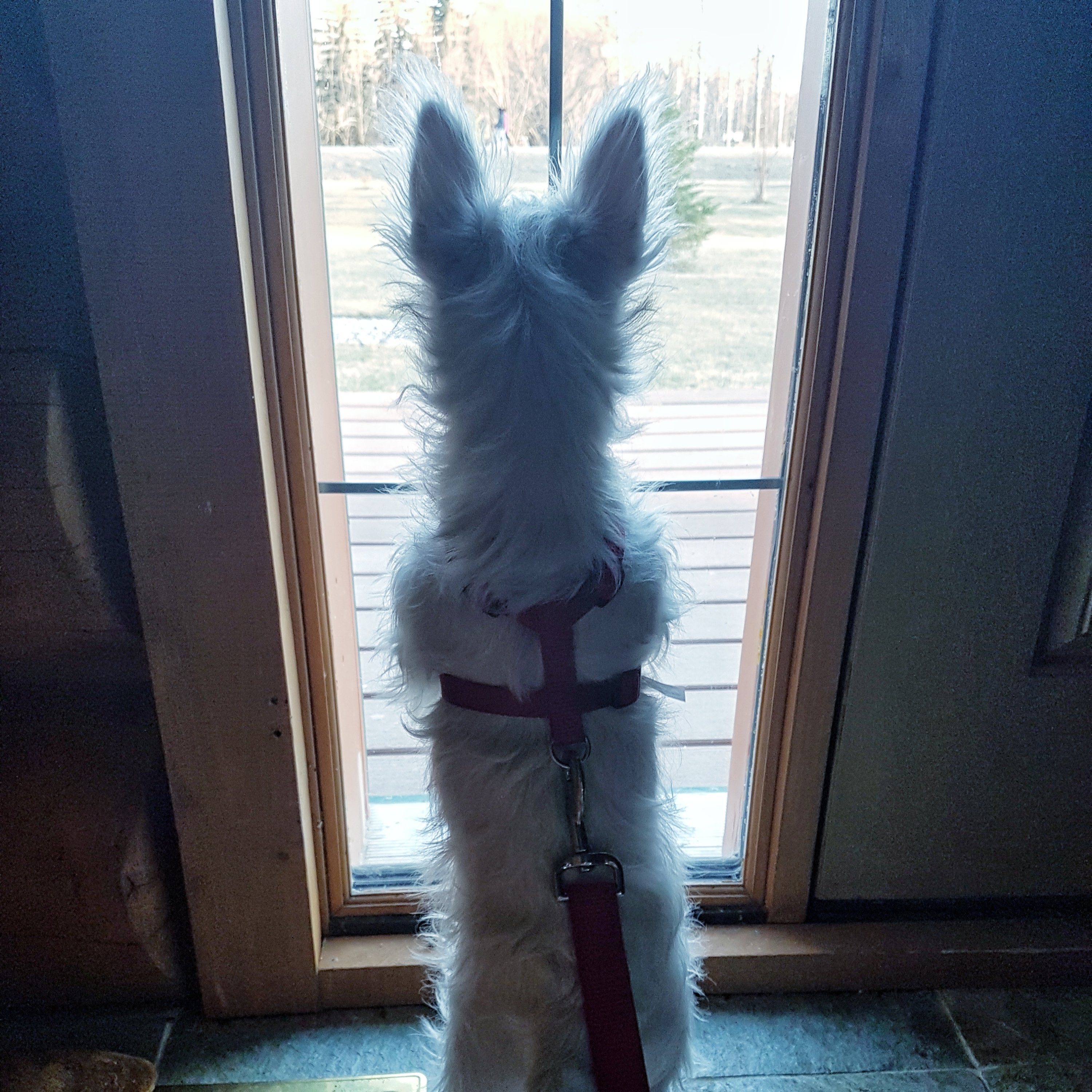 Westie Guard Dog