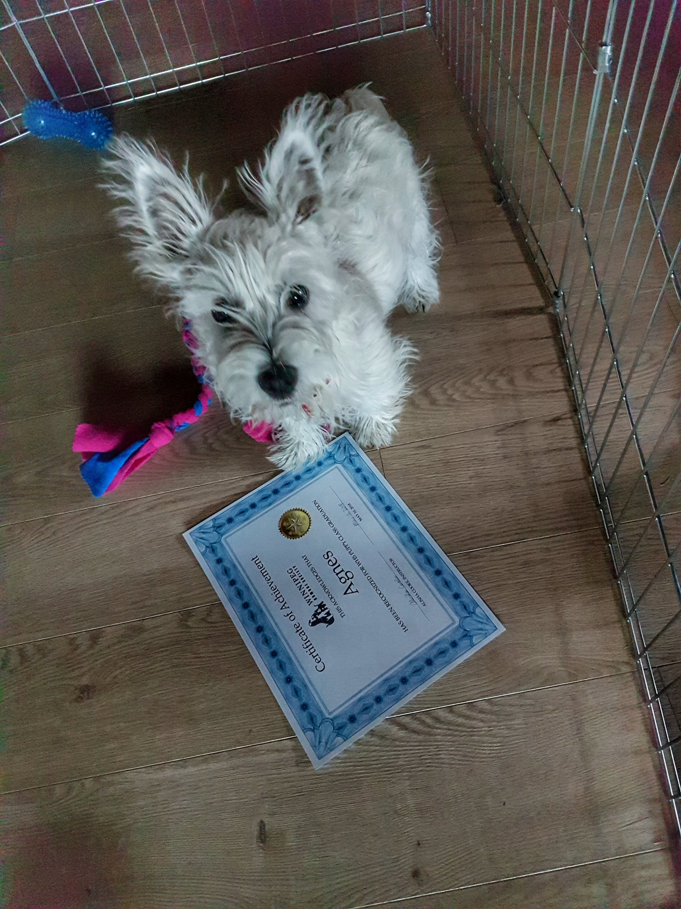 Puppy with certificate from puppy school