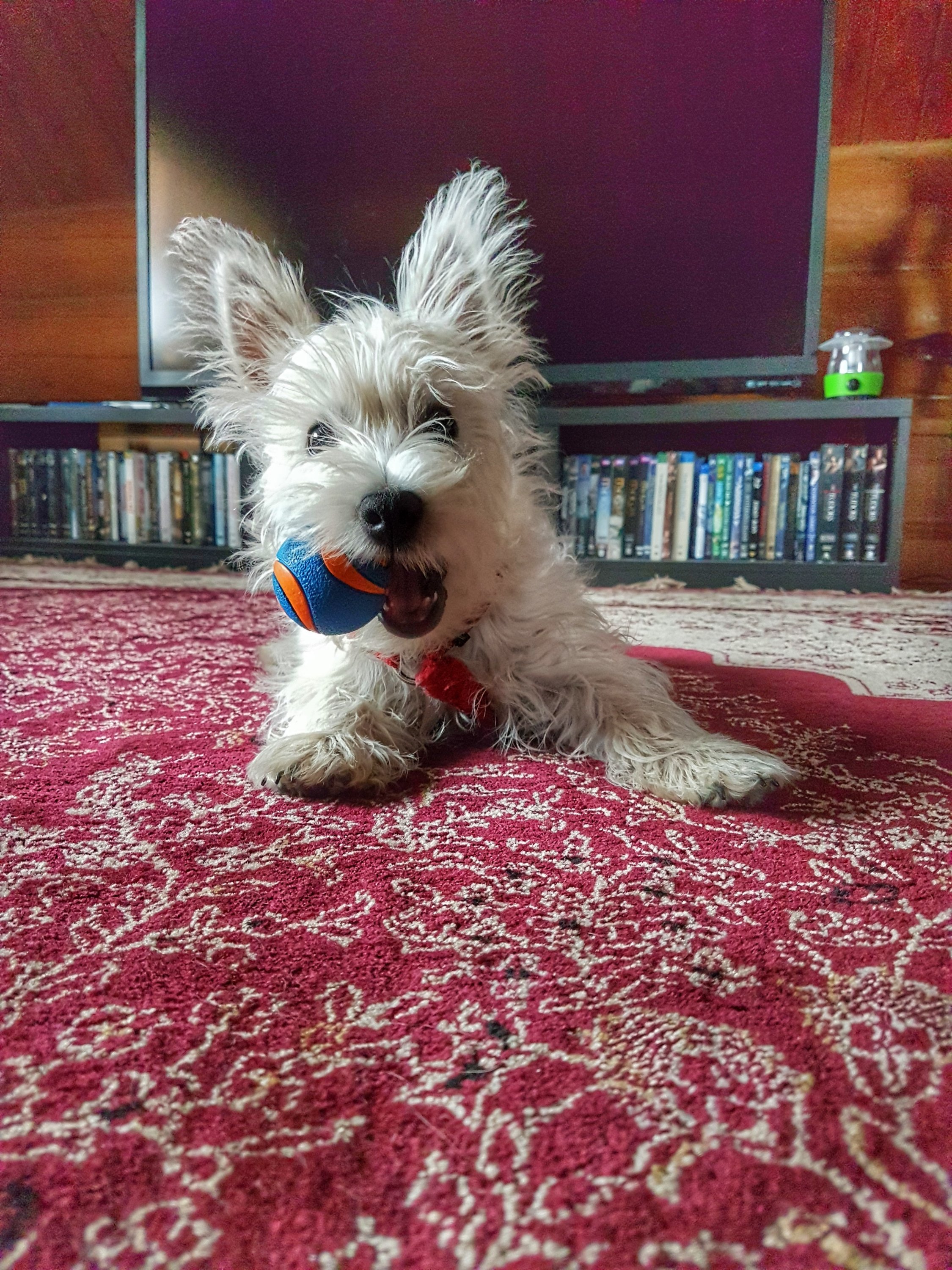 Puppy playing with a ball