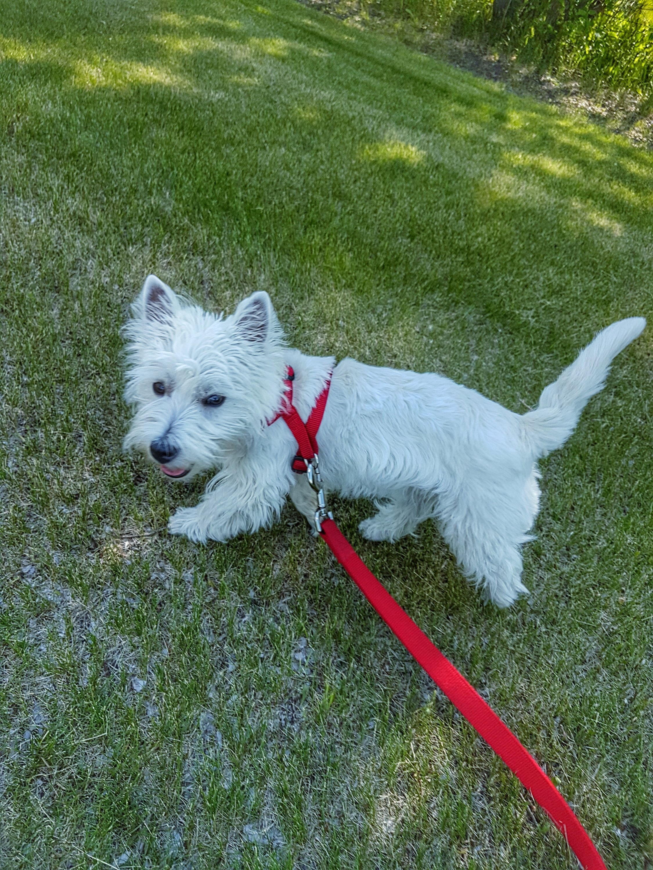 Westie puppy running