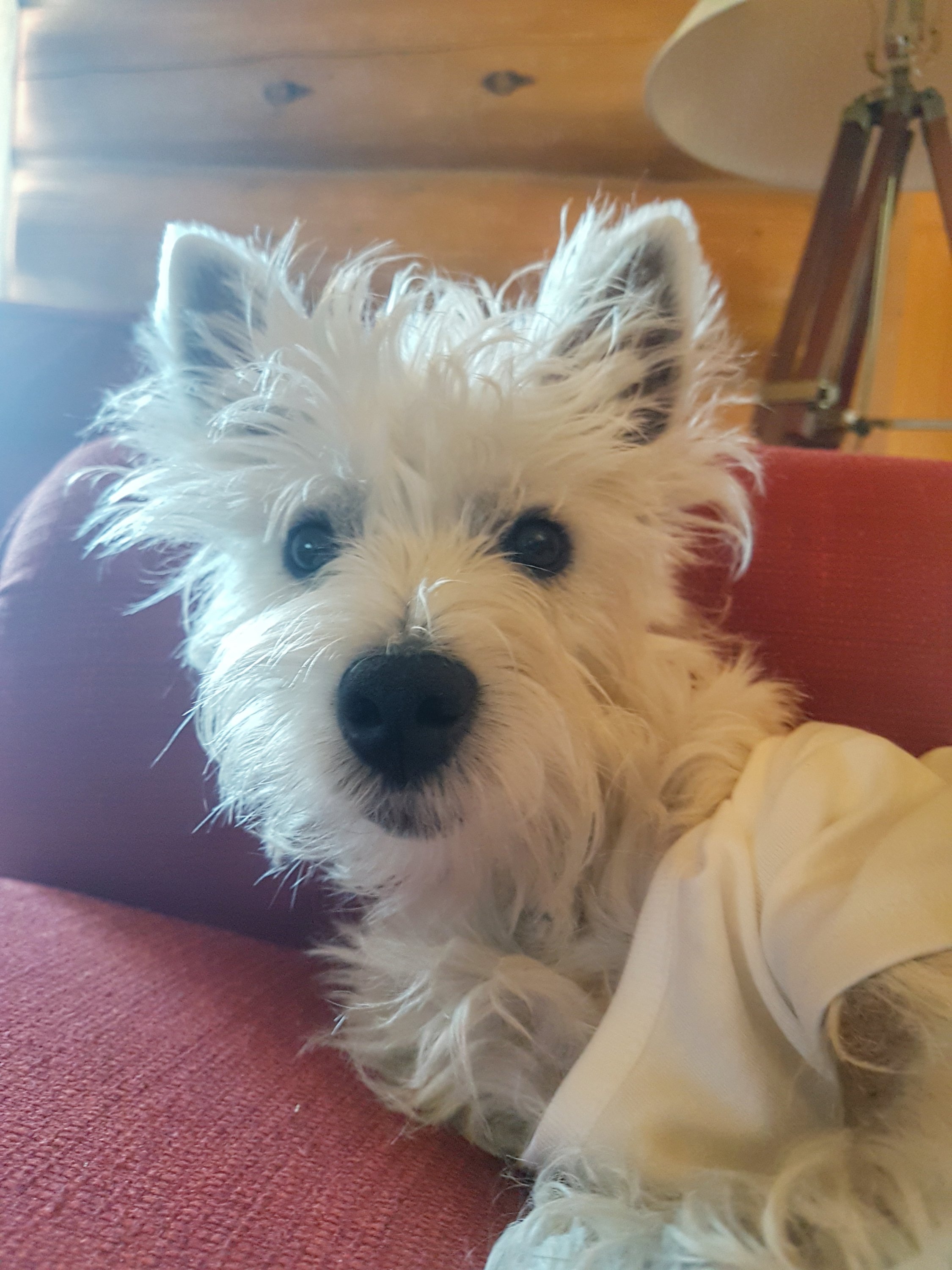 20180706_142711-018305639943342996574.jpeg