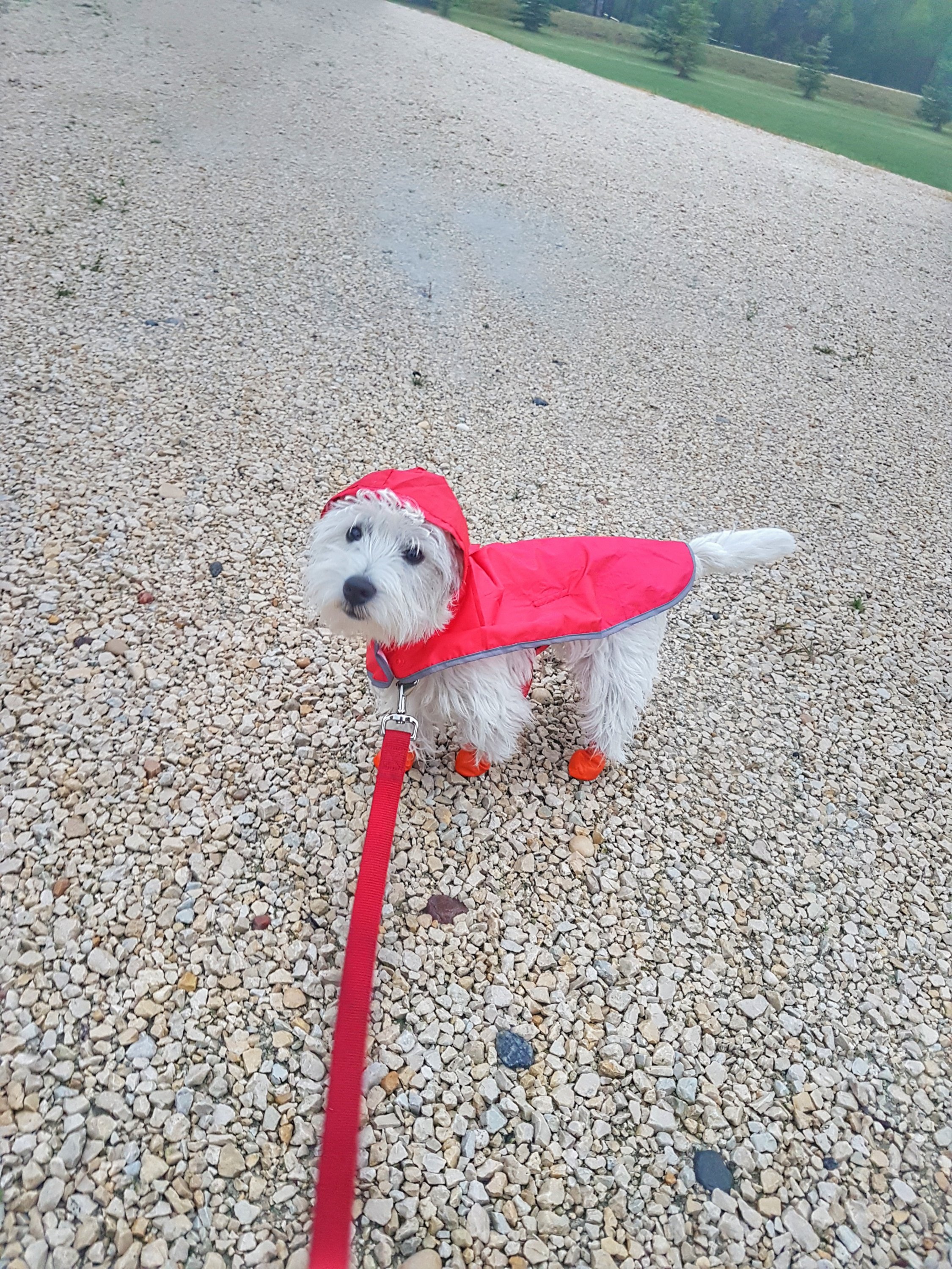 Westie puppy in raingear
