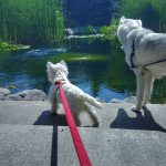 Westie puppy and Husky looking at a pond