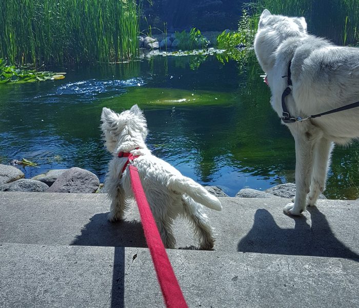 Weekend With a Westie, Part XV
