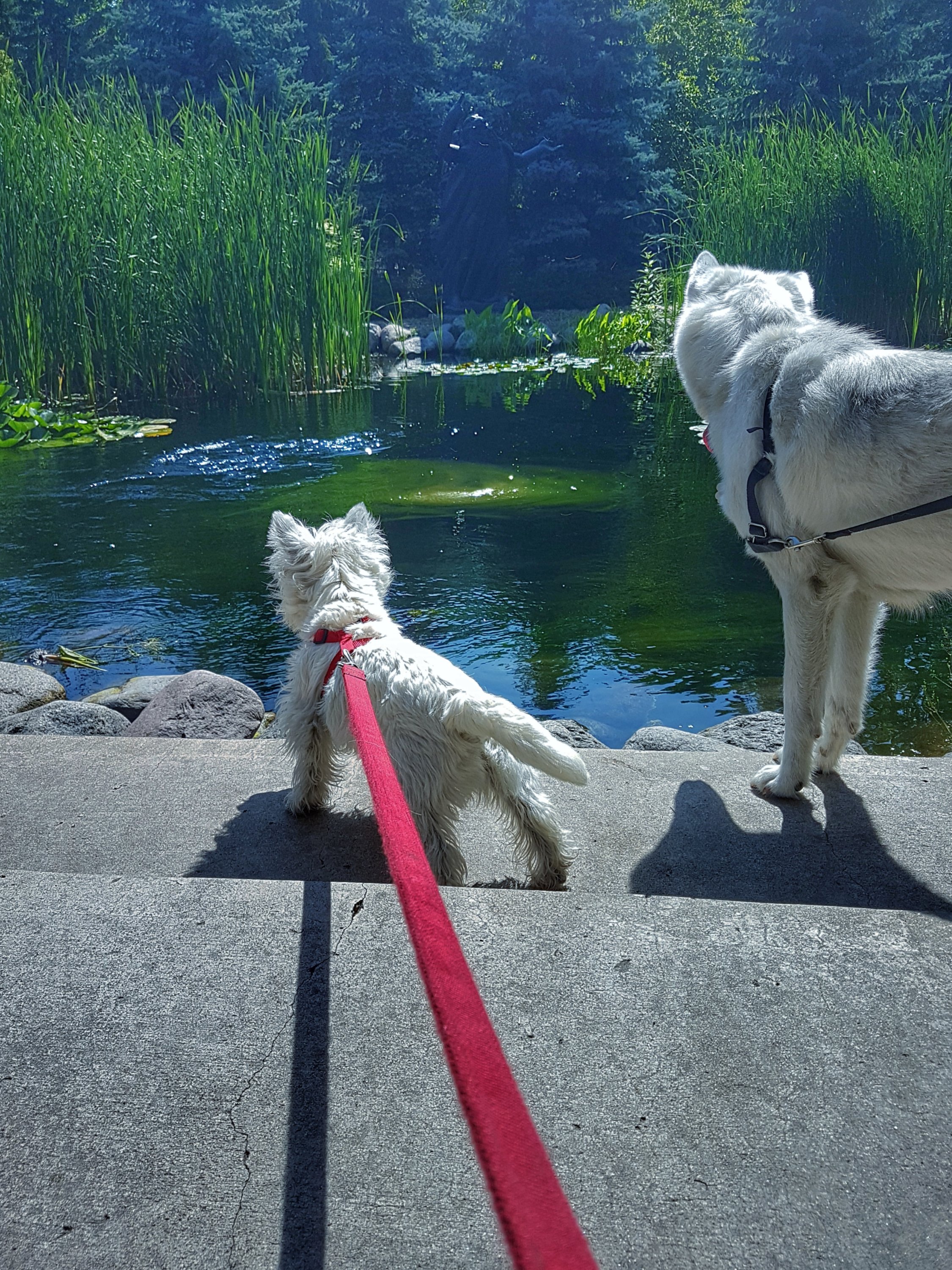 Westie puppy and Husky looking at a pond