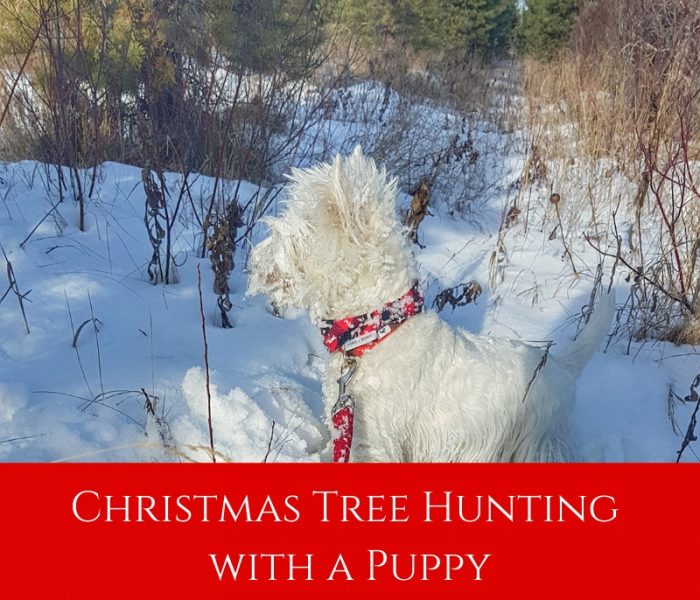Christmas Tree Hunting with a Puppy