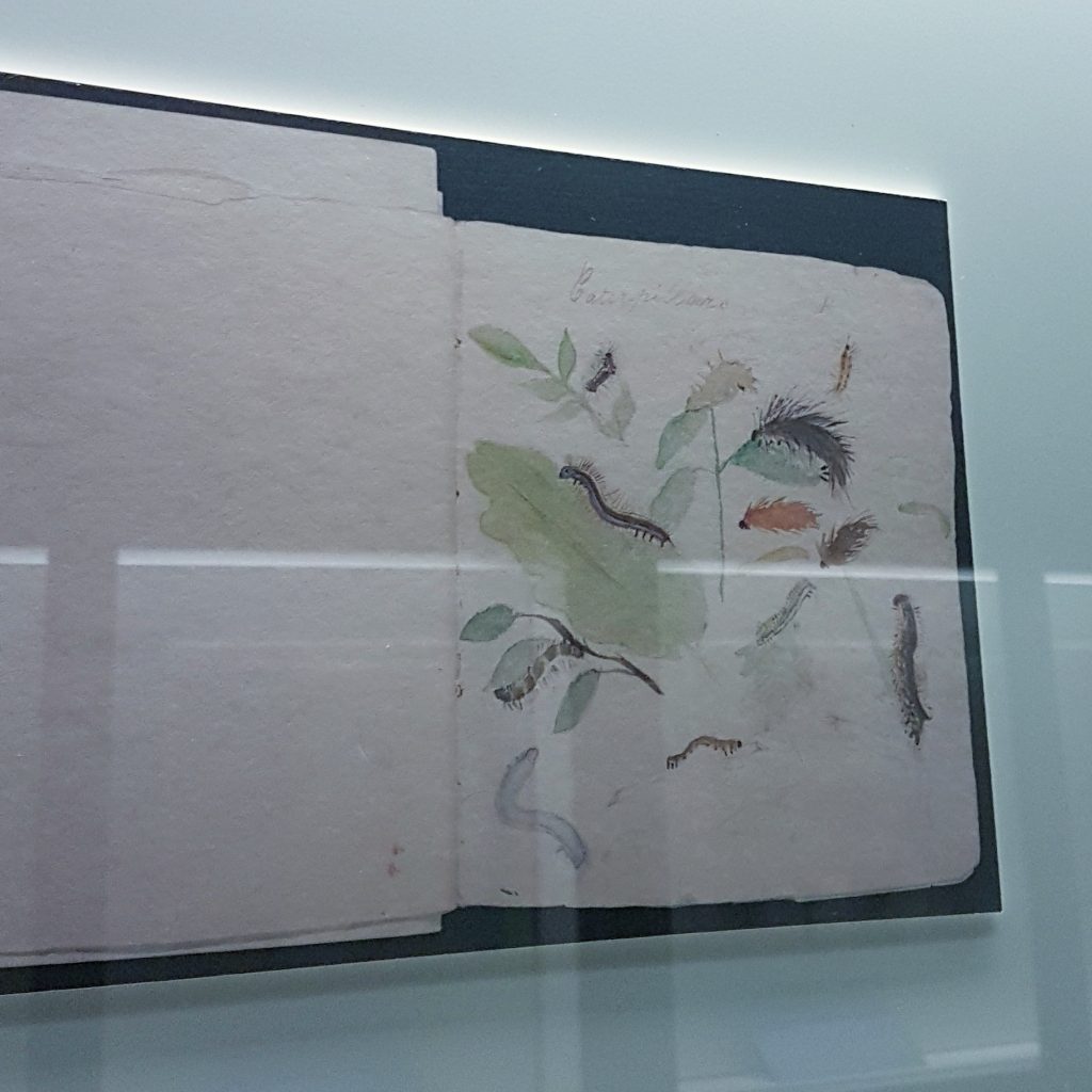 Beatrix Potter Caterpillar sketchbook at the Victoria and Albert Museum