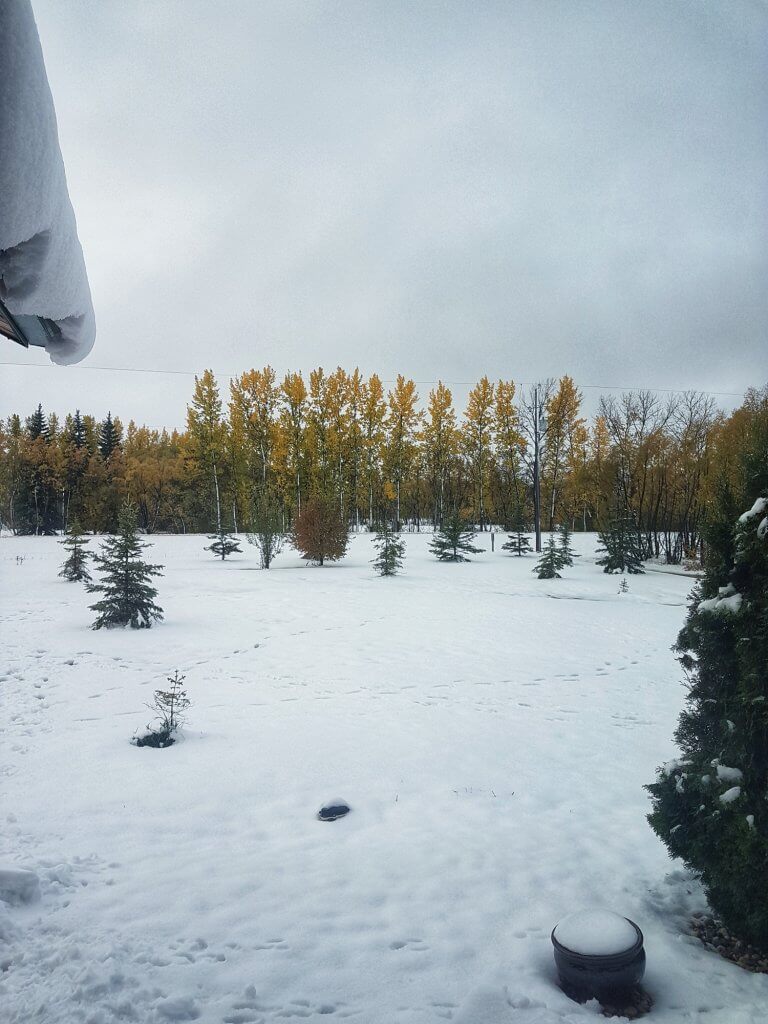 Snowpocalypse 2019