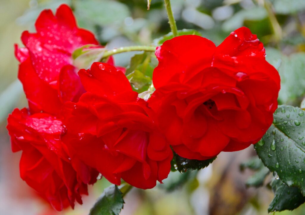 Red roses in garden