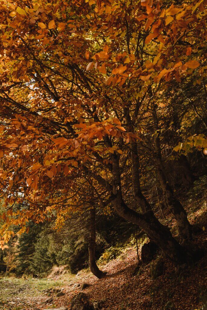 Falling leaves in October