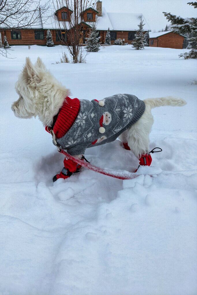 A westie in a Christmas sweater and red boots standing in snow