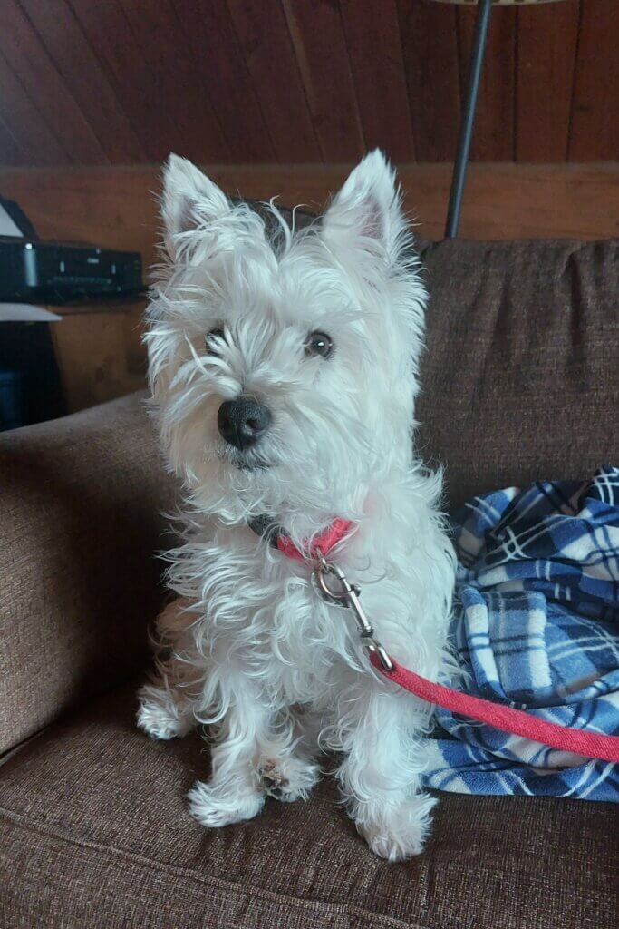 a westie sitting on a couch
