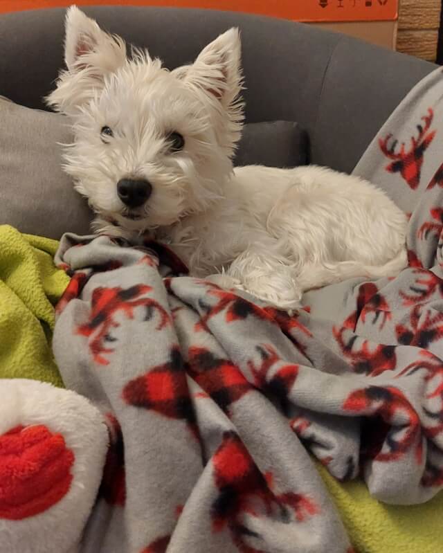 agnes the little westie